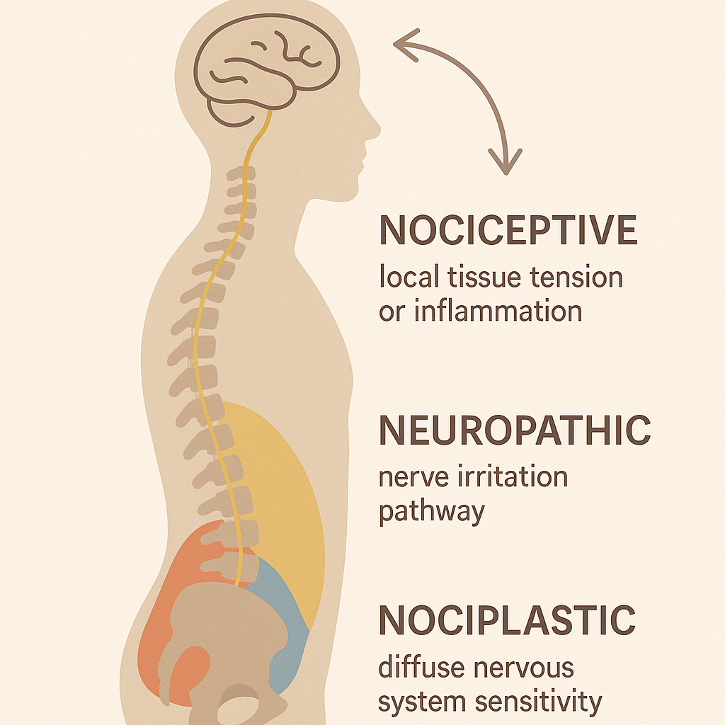 Schéma pédagogique des mécanismes de la douleur – nociceptive, neuropathique et nociplastique, illustrés de manière claire et accessible.